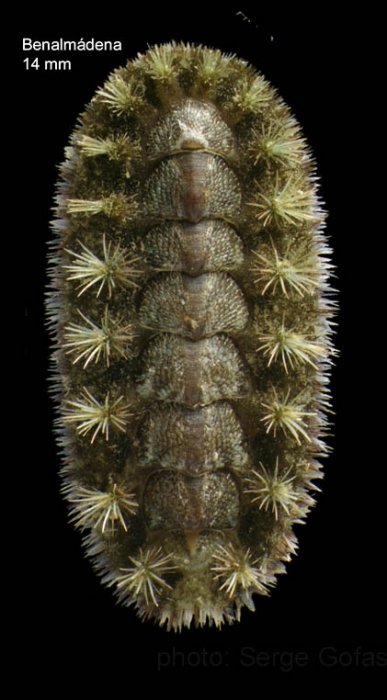 Acanthochitona crinita (Pennant, 1777)Specimen from Benalm�dena, Spain (actual size 14 mm).