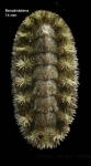 Acanthochitona crinita (Pennant, 1777)Specimen from Benalmádena, Spain (actual size 14 mm). Acanthochitona crinita (Pennant, 1777)Specimen from Benalmádena, Spain (actual size 14 mm).