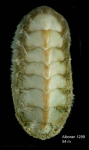 Acanthochitona discrepans (Brown, 1827)Specimen from Isla de Alboran (col. MNHN) (actual size 6.4 mm). Acanthochitona discrepans (Brown, 1827)Specimen from Isla de Alboran (col. MNHN) (actual size 6.4 mm).
