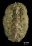Acanthochitona fascicularis (Linnaeus, 1767)Specimen from Barbate, Spain (actual size 18 mm). Acanthochitona fascicularis (Linnaeus, 1767)Specimen from Barbate, Spain (actual size 18 mm).