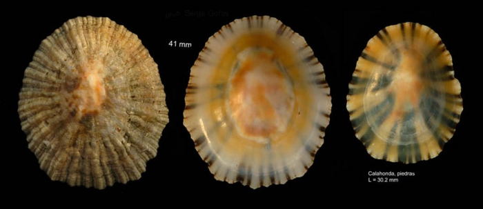 Patella depressa Pennant, 1777Specimens from Calahonda, M�laga, Spain (actual sizes 30.0 and 41.0 mm). This is the easternmost Mediterranean locality.