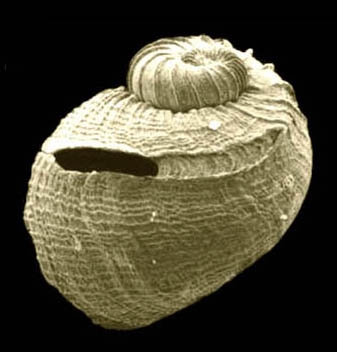 Sinezona cingulata (O. G. Costa, 1861)Shell from Isla de Terreros, Almer�a, Spain (actual size 0.7 mm)