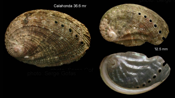 Haliotis tuberculata Linnaeus, 1758Specimens from Calahonda, M�laga, Spain (actual sizes 36.6 and 32.5 mm).