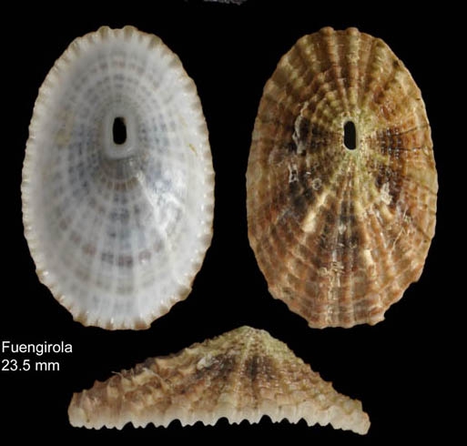 Diodora graeca (Linnaeus, 1758)Specimen from Benalm�dena, Spain (actual size 14 mm).