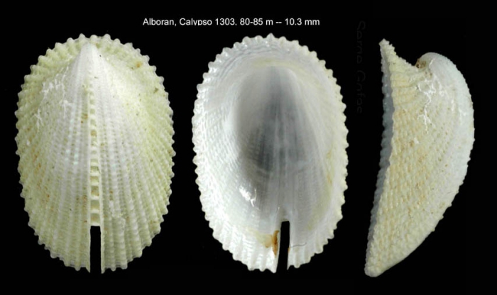 Emarginula adriatica Costa O.G., 1829Specimen from Isla de Albor�n, 80 m (col. MNHN) (actual size 10.3 mm).