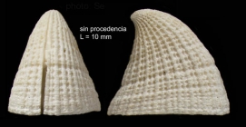 Emarginula fissura (Linnaeus, 1758)Shell from southern Spain (actual size 10.0 mm).