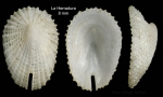 Emarginula huzardii (Payraudeau, 1826)Specimen from La Herradura (-24 m), Granada, Spain (actual size 8 mm).