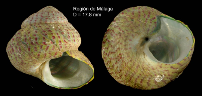 Gibbula divaricata (Linnaeus, 1758)Specimen from M�laga province, Spain (actual size 17.8 mm).