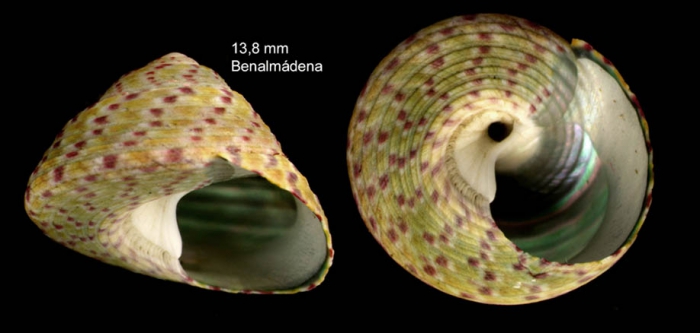 Gibbula rarilineata (Michaud, 1829)Specimen from Benalm�dena, Spain (actual size 13.8 mm).