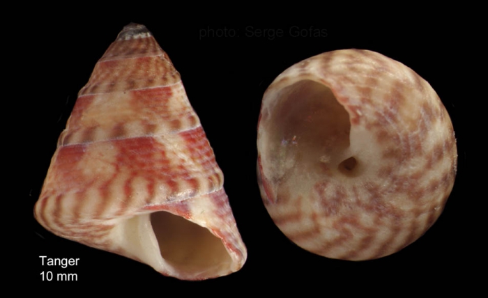 Gibbula cineraria (Linnaeus, 1758)(southern morphotype) Shell from Tangiers, Morocco (col. MNHN) (actual size 10 mm)
