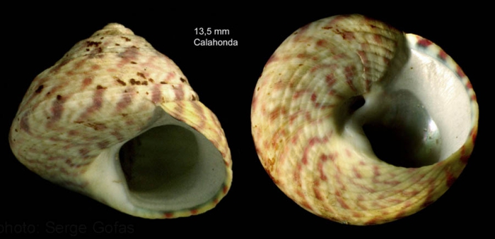 Gibbula pennanti (Philippi, 1846)Specimen from Calahonda, M�laga, Spain (actual size 13.5 mm). This is the easternmost Mediterranean locality.