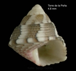 Jujubinus dispar Curini-Galletti, 1982Specimen from Torre de la Peña, Tarifa, Spain (actual size 4.8 mm)