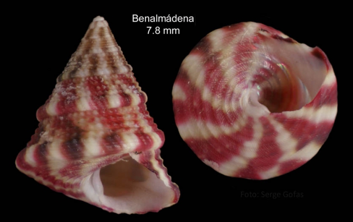 Jujubinus exasperatus (Pennant, 1777)Specimen from Benalm�dena, Spain (actual size 7.8 mm)