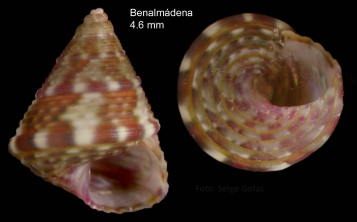 Jujubinus ruscurianus (Weinkauff, 1868)Specimen from Benalm�dena, Spain (actual size 4.6 mm).