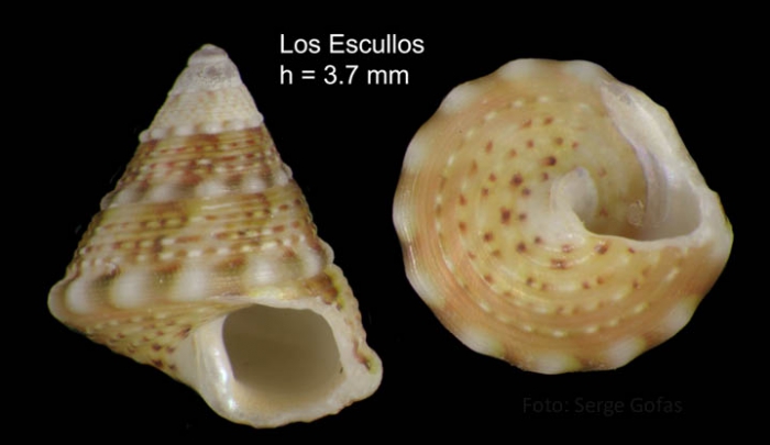 Jujubinus gravinae (Dautzenberg, 1881)Specimen from Los Escullos, Almer�a, Spain (actual size 3.7 mm).