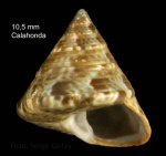 Calliostoma laugieri (Payraudeau, 1826) Specimen from Calahonda, Málaga, Spain (actual size 10.5 mm)