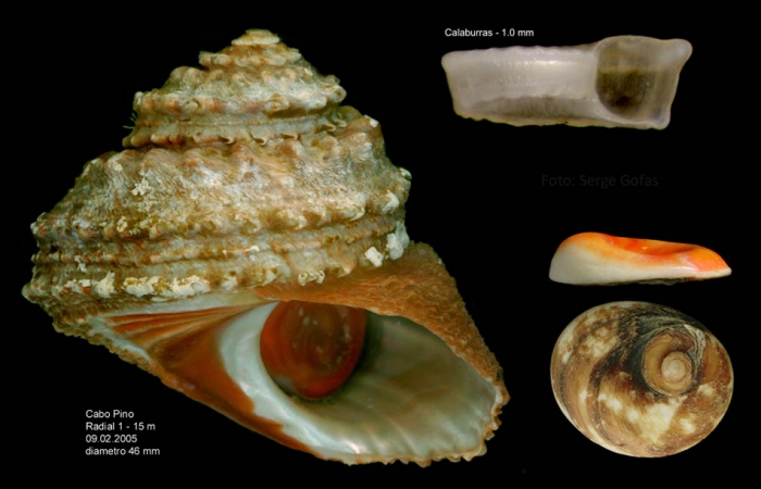 Bolma rugosa (Linnaeus, 1767)Specimen from Cabo Pino (-15 m), M�laga, Spain (actual size 46 mm), operculum, and  juvenile shell from Calaburras, M�laga (actual size 1 mm).