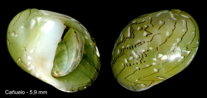 Smaragdia viridis (Linnaeus, 1758)Specimen from Ca�uelo, M�laga, Spain (actual size 5.9 mm).