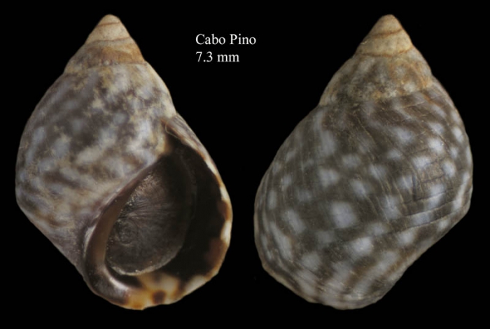 Echinolittorina punctata (Gmelin, 1791)Specimen from Cabo Pino, M�laga, Spain (actual size 7.3 mm).