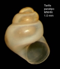 Eatonina matildae Rubio & Rodriguez Babio, 1996 Specimen from Tarifa, Spain (paratype, coll. MNHN) (actual size 1.0 mm).