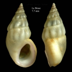Rissoa ventricosa Desmarest, 1814Specimen from Le Brusc, France (actual size 7.7 mm).