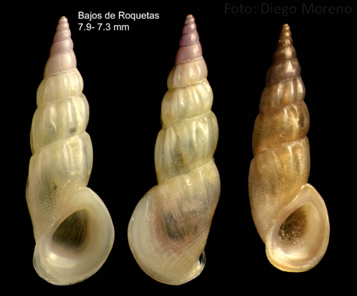 Rissoa auriscalpium (Linnaeus, 1758)Specimens from Bajos de Roquetas, Almer�a, Spain (actual sizes 7.9 and 7.3 mm).