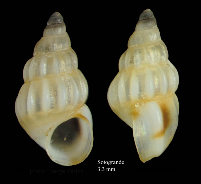 Rissoa parva (da Costa, 1778)Specimen from Sotogrande, C�diz, Spain (actual size 3.3 mm).