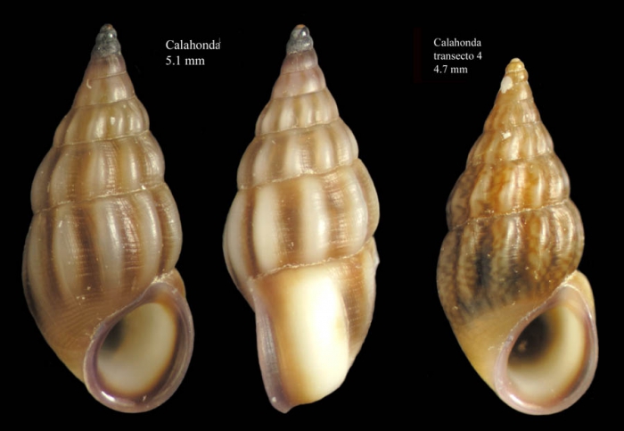 Rissoa guerinii R�cluz, 1843Specimens from Calahonda, M�laga, Spain (actual sizes 5.1 and 4.7 mm).