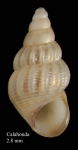 Rissoa similis Scacchi, 1836Specimen from Calahonda, Málaga, Spain (actual size 2.8 mm).