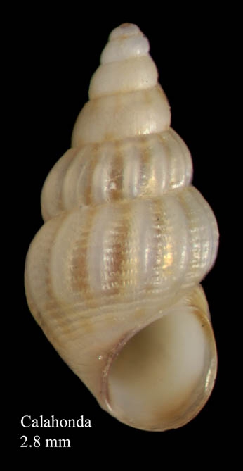 Rissoa similis Scacchi, 1836Specimen from Calahonda, M�laga, Spain (actual size 2.8 mm).