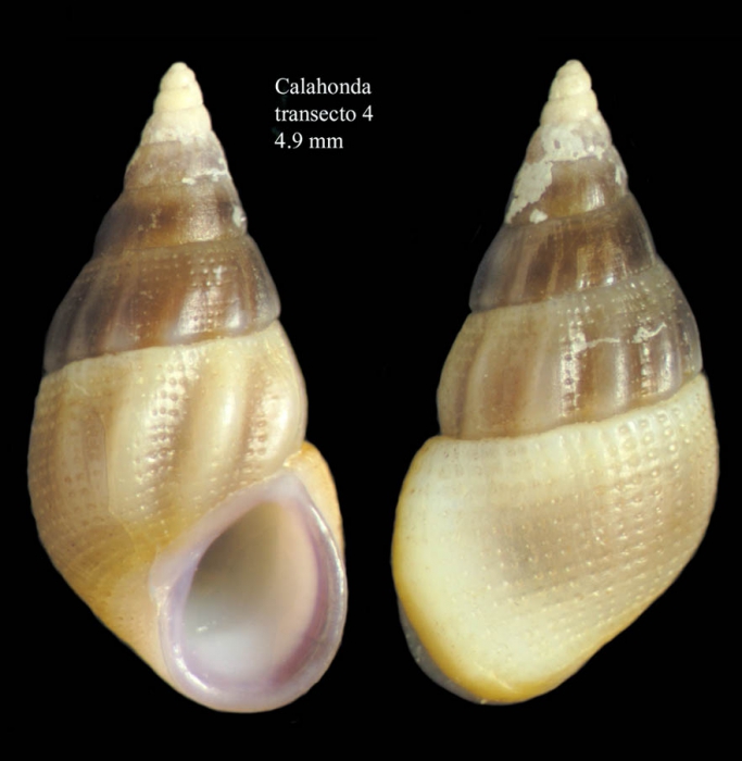 Rissoa lilacina R�cluz, 1843 Specimen from Calahonda, M�laga, Spain (actual size 4.9 mm).