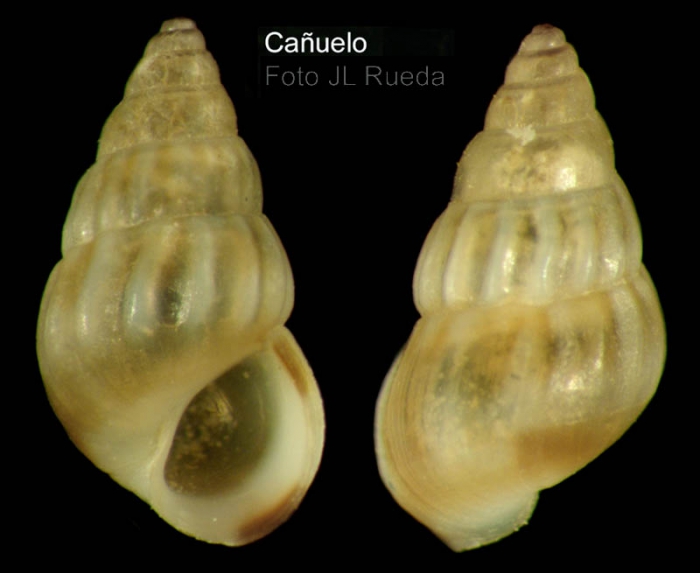 Pusillina radiata (Philippi, 1836)Specimen from Ca�uelo, M�laga, Spain (actual size 3.5 mm).