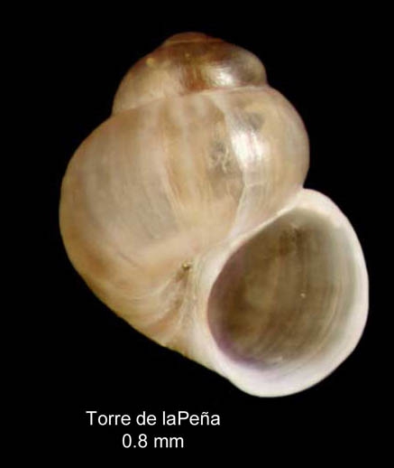 Setia lacourti (Verduin, 1984)Specimen from Torre de la Pe�a, Tarifa, Spain (actual size 0.8 mm).