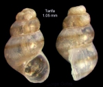 Setia microbia H.J. Hoenselaar & J. Hoenselaar, 1991Specimen from Tarifa, Spain (actual size 1.0 mm) Setia microbia H.J. Hoenselaar & J. Hoenselaar, 1991Specimen from Tarifa, Spain (actual size 1.0 mm)