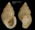Alvania beani (Hanley in Thorpe, 1844) Specimen from Sagres, Portugal (actual size 3.0 mm). Alvania beani (Hanley in Thorpe, 1844) Specimen from Sagres, Portugal (actual size 3.0 mm).