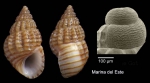 Alvania lineata Risso, 1826Specimen from Marina del Este, Granada, Spain, Granada (actual size 4.3 mm), and protoconch, same locality. Alvania lineata Risso, 1826Specimen from Marina del Este, Granada, Spain, Granada (actual size 4.3 mm), and protoconch, same locality.