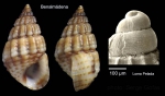 Alvania montagui (Payraudeau, 1826)Specimen from Benalmádena, Spain (actual size 4.5 mm), and protoconch of a specimen from Cabo de Gata, Spain. Alvania montagui (Payraudeau, 1826)Specimen from Benalmádena, Spain (actual size 4.5 mm), and protoconch of a specimen from Cabo de Gata, Spain.