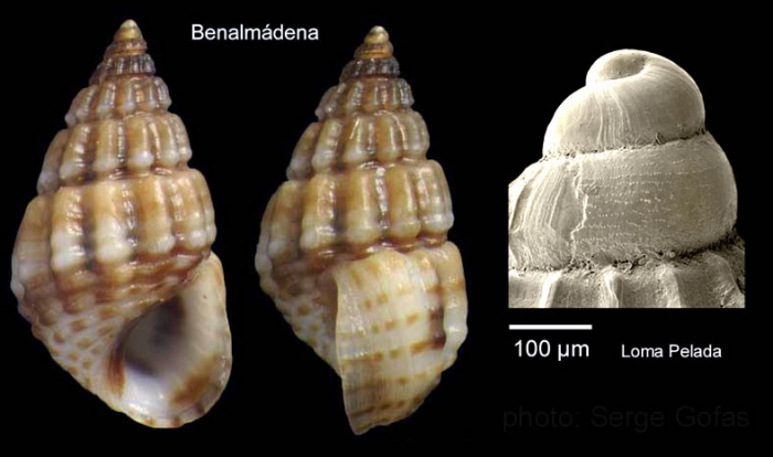 Alvania montagui (Payraudeau, 1826)Specimen from Benalm�dena, Spain (actual size 4.5 mm), and protoconch of a specimen from Cabo de Gata, Spain.