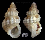 Alvania scabra (Philippi, 1844)Specimen from Los Escullos, Almería, Spain (actual size 2.3 mm). Alvania scabra (Philippi, 1844)Specimen from Los Escullos, Almería, Spain (actual size 2.3 mm).