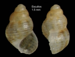 Alvania simulans Locard, 1886Specimen from Los Escullos, Almería, Spain (actual size 1.5 mm). Alvania simulans Locard, 1886Specimen from Los Escullos, Almería, Spain (actual size 1.5 mm).