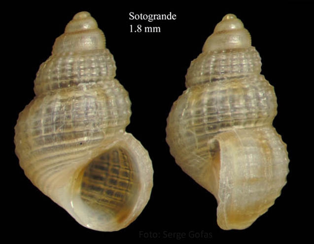 Alvania punctura (Montagu, 1803) Specimen from Sotogrande, C�diz (actual size 1.8 mm).