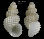 Alvania tomentosa (Pallary, 1920)Specimen from the Ibero-Moroccan Gulf (-604 m) (actual size 2.3 mm). Alvania tomentosa (Pallary, 1920)Specimen from the Ibero-Moroccan Gulf (-604 m) (actual size 2.3 mm).