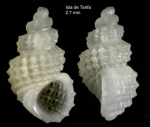 Alvania fischeri (Jeffreys, 1884)Shell from Tarifa, Spain (actual size 2.7 mm). Alvania fischeri (Jeffreys, 1884)Shell from Tarifa, Spain (actual size 2.7 mm).