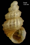 Alvania subareolata Monterosato, 1869Specimen from Ceuta, Strait of Gibraltar (actual size 1.9 mm).