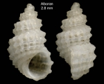 Alvania weinkauffi Weinkauff, 1868pecimen from Isla de Alborán (actual size 2.8 mm). Alvania weinkauffi Weinkauff, 1868pecimen from Isla de Alborán (actual size 2.8 mm).