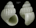 Alvania electa (Monterosato, 1874)Shell from Fuengirola, Spain (actual size 1.8 mm). Alvania electa (Monterosato, 1874)Shell from Fuengirola, Spain (actual size 1.8 mm).