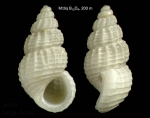 Alvania testae (Aradas & Maggiore, 1844)Specimen from off M'diq, Morocco (actual size 2.7 mm). [ Alvania testae (Aradas & Maggiore, 1844)Specimen from off M'diq, Morocco (actual size 2.7 mm). [