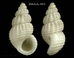 Alvania testae (Aradas & Maggiore, 1844)Specimen from off M'diq, Morocco (actual size 2.7 mm). [