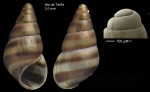 Cingula trifasciata (J. Adams, 1800)Specimen from Isla de Tarifa, Spain (actual size 3.0 mm), and protoconch. Cingula trifasciata (J. Adams, 1800)Specimen from Isla de Tarifa, Spain (actual size 3.0 mm), and protoconch.