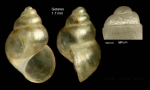 Crisilla aartseni (Verduin, 1984)Specimen from Getares, Spain (actual size 1.7 mm), and protoconch of a shell from Algeciras, Spain. Crisilla aartseni (Verduin, 1984)Specimen from Getares, Spain (actual size 1.7 mm), and protoconch of a shell from Algeciras, Spain.